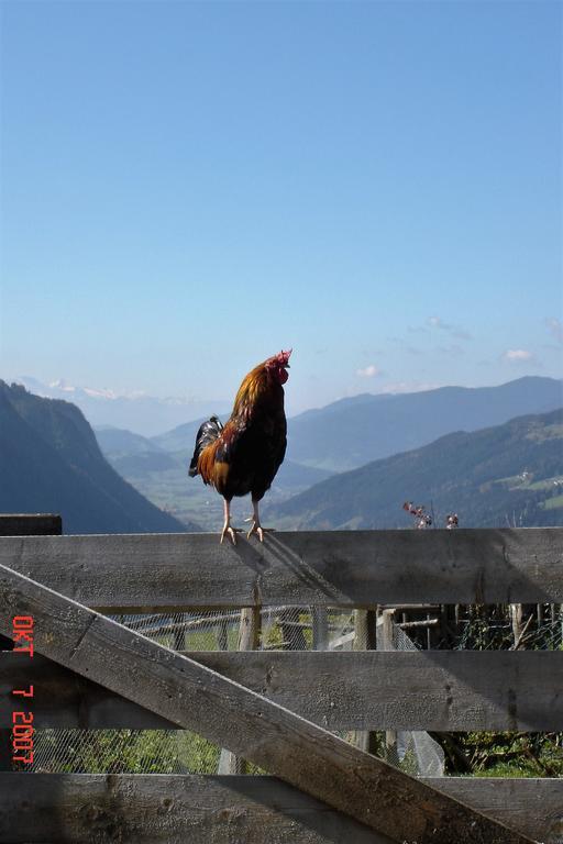 Pension Waldesruh/Halseralm Schladming Zewnętrze zdjęcie